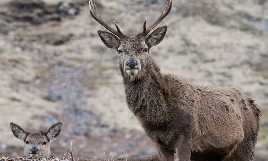 Image 21: Full-Day Trip: Glenfinnan Viaduct & The Highlands from Edinburgh