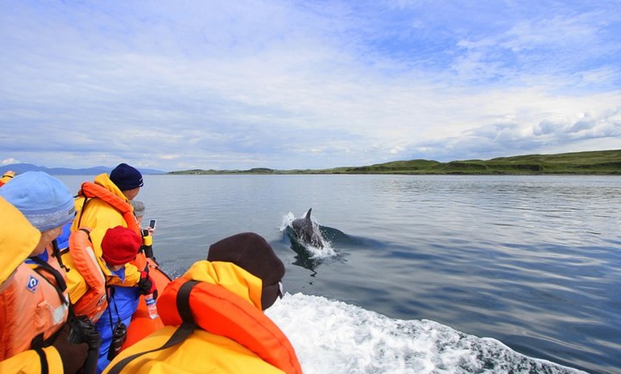 Image 7: Marine Wildlife Tour through Gulf of Corryvreckan