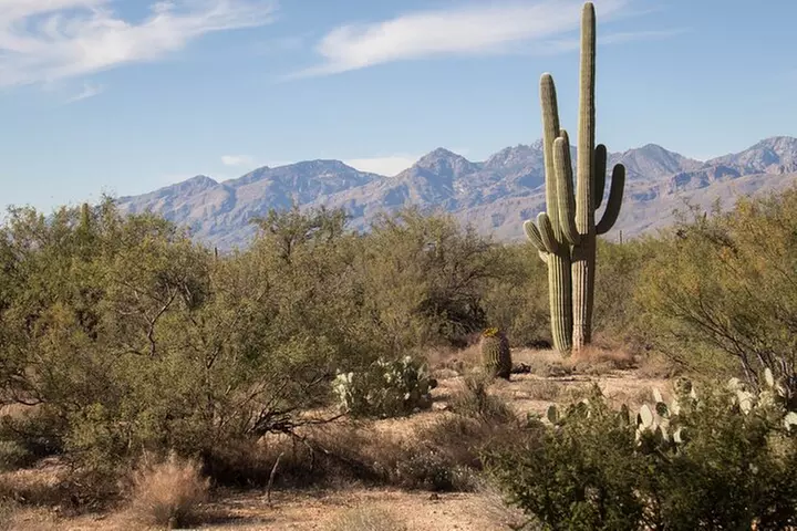Saguaro National Park Self-Guided Driving Audio Tour
