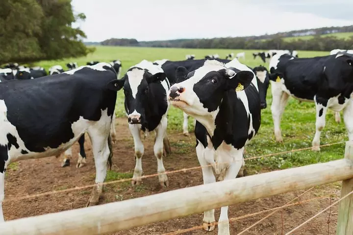 Margaret River Two Day Getaway Ex Perth (Perth road travel)