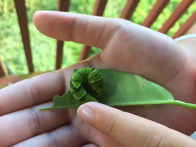 The Maui Butterfly Farm Tour