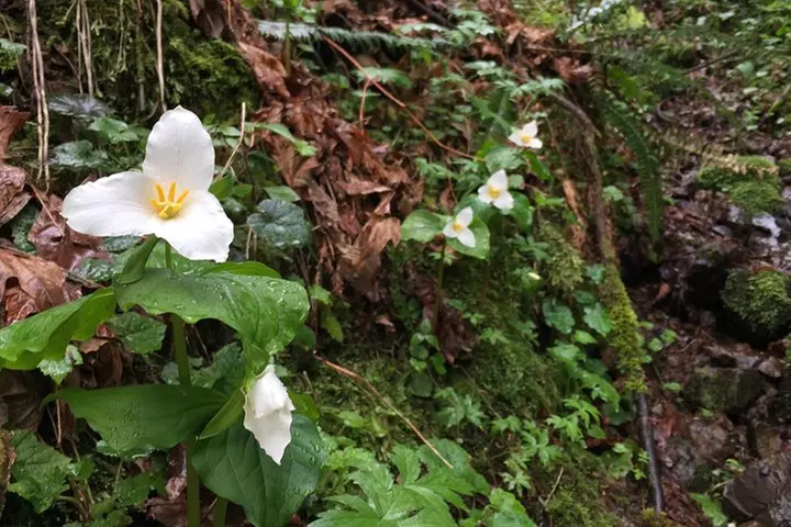 Forest Park Urban Hiking Tour, Portland