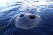 Private Manatee Tour for up to 10 - Second Medium