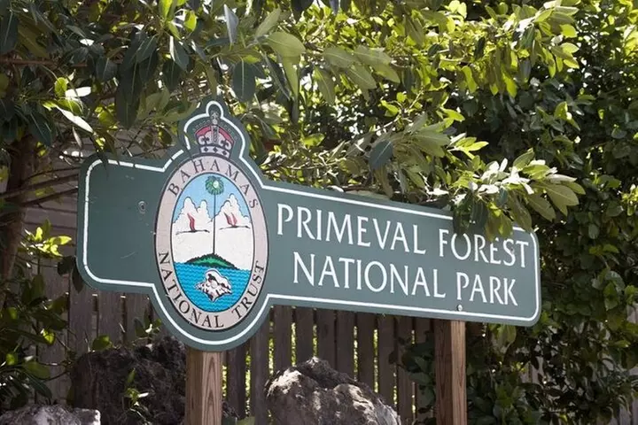 Guided Primeval Nature Walk Tour in Primeval Forest National Park - Primary Image