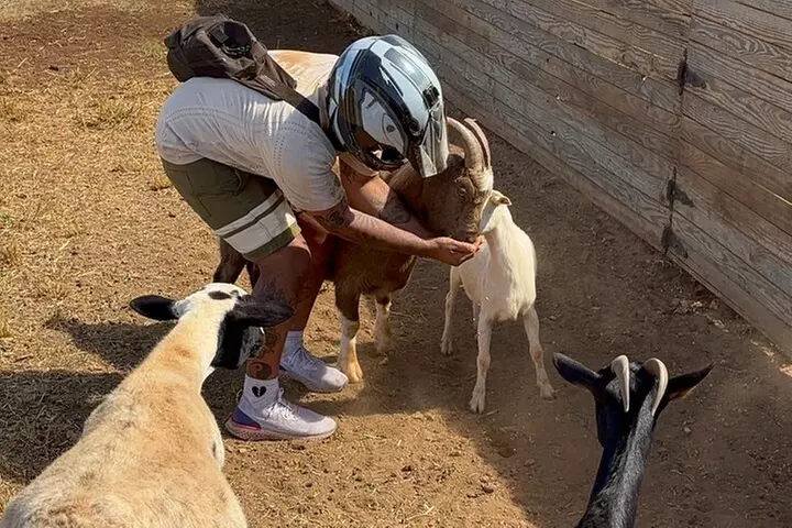 Mini ATVs and Farm Animal Experience - Second Medium