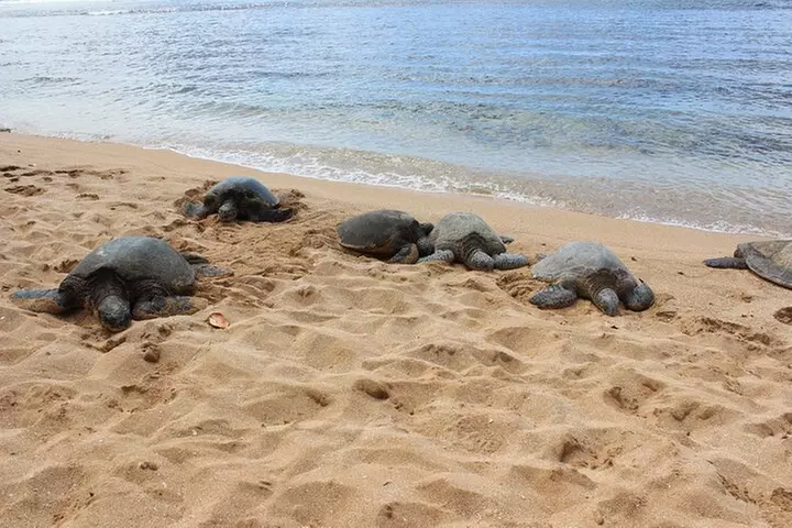 Oahu Circle Island: Snorkel with Turtles & Explore Turtle Beach