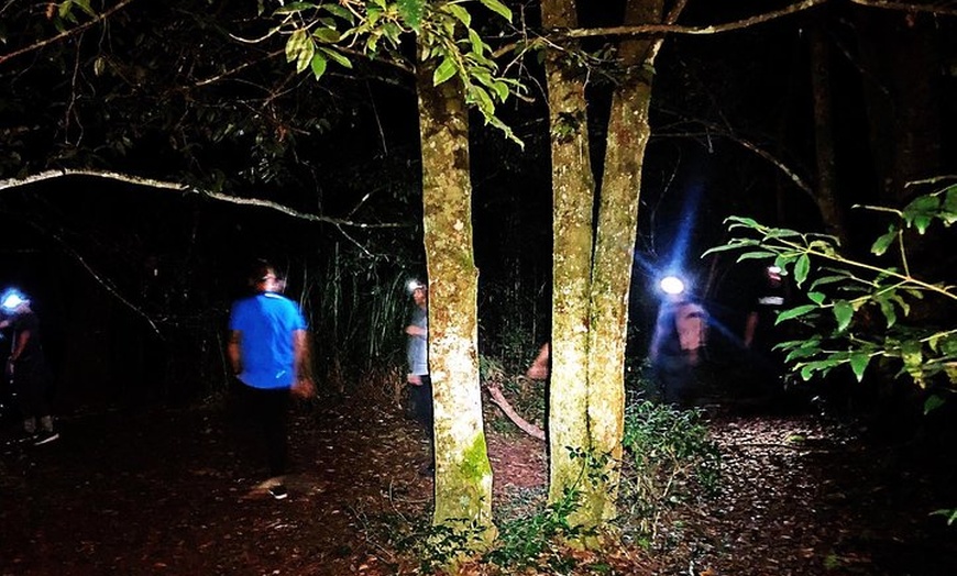 Image 9: Blue Mountains Hiking Glow worms Cave Wildlife Spotlighting Night A...