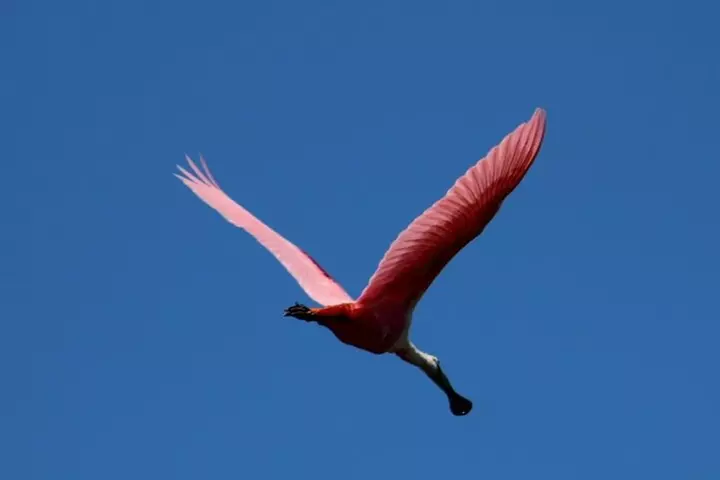 Deluxe Kayak Tour Marco Island and Naples, Florida
