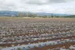 Maui Pineapple Planting Experience - Second Medium