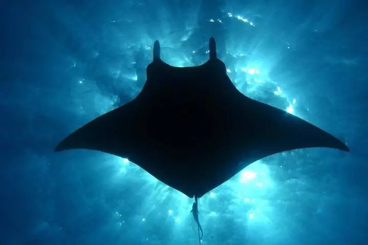 Manta Ray Night Snorkel Tour in Kailua-Kona, Big Island
