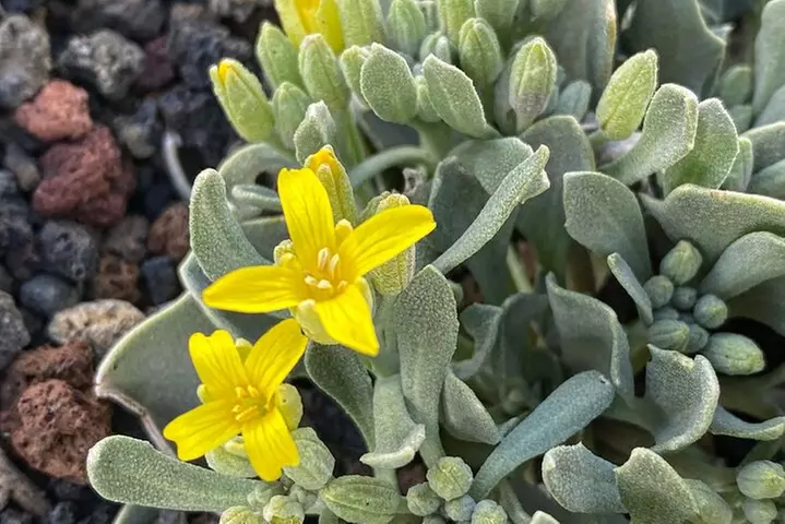 Grand Canyon + Ancient Ruins + Volcano Full Day Christian Tour