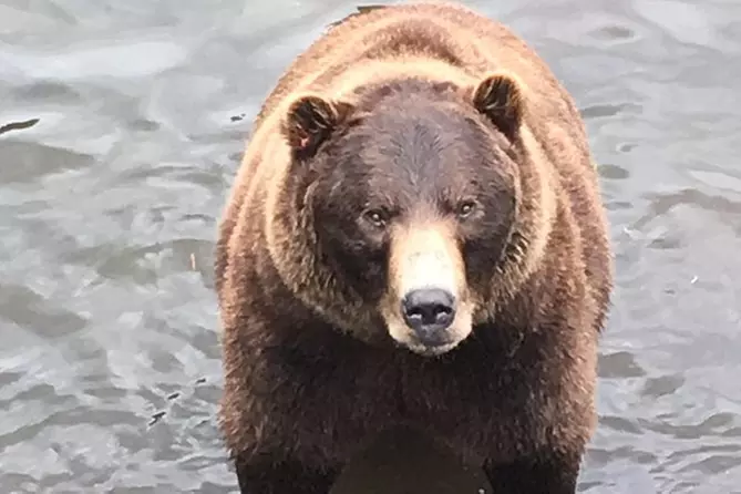 Sitka's Best : Bears, Tasters and Totems Tour - Primary Image