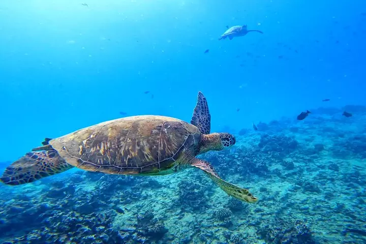 Deluxe Turtle Snorkeling Escapade at Waikiki - Primary Image