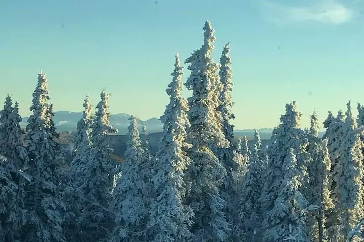 Arctic Circle and Northern Lights Tour from Fairbanks