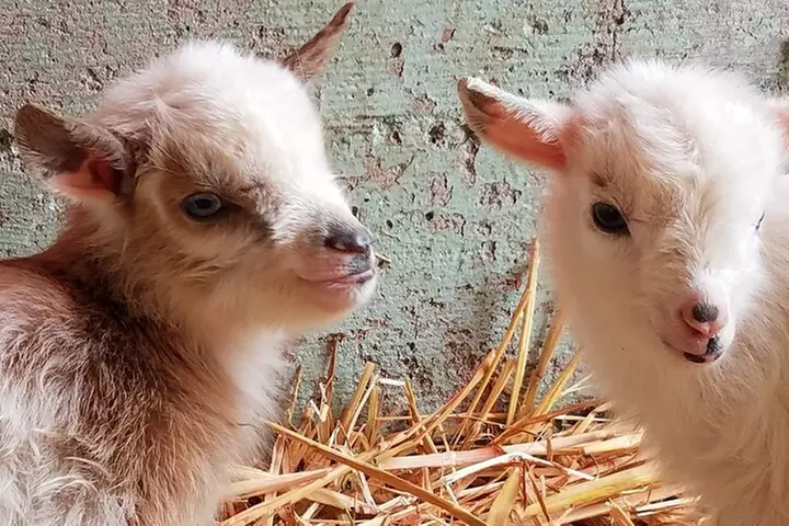 Faithful Hands Farm Tour
