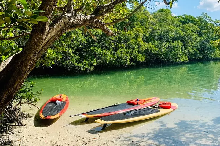 Dolphin and Manatee Adventure Tour of Fort Myers