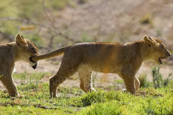 San Diego Safari Park Transportation and Admission - Primary Image