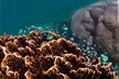 Ningaloo Reef Snorkel and Wildlife Adventure - Image 2