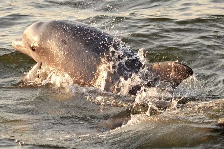 Whale and Dolphin Watching Cruise from Cape May