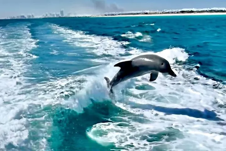 Private 2-Hour Dolphin and Sightseeing Tour