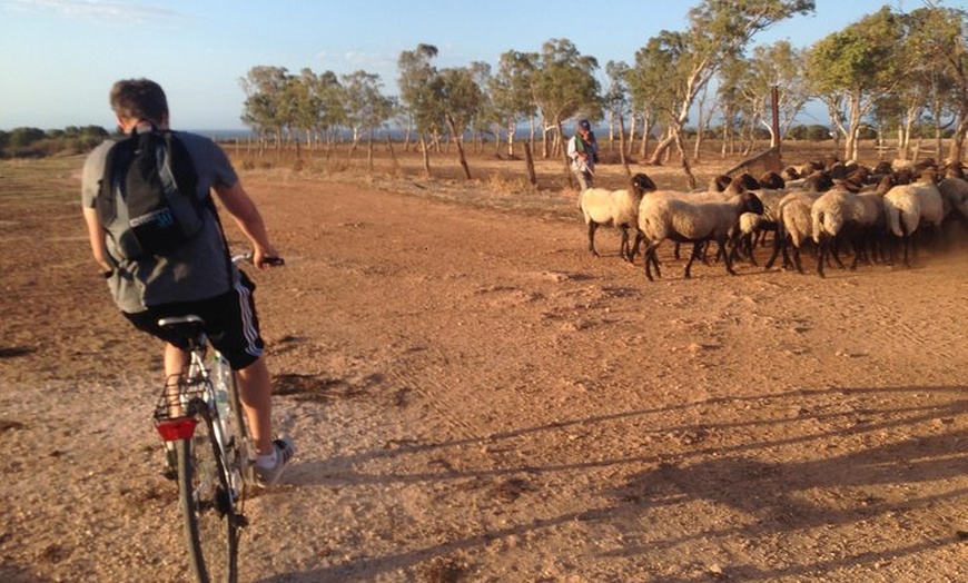 Image 5: Tour della Puglia in bici: pedalando attraverso la storia dell'olio...