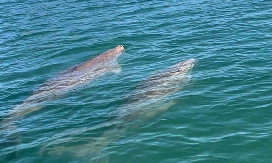 Image 4: Raby Bay Wildlife Kayak Tour
