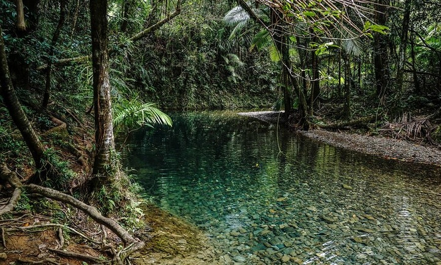 Image 18: Daintree, Cape Tribulation & River Cruise from Port Douglas