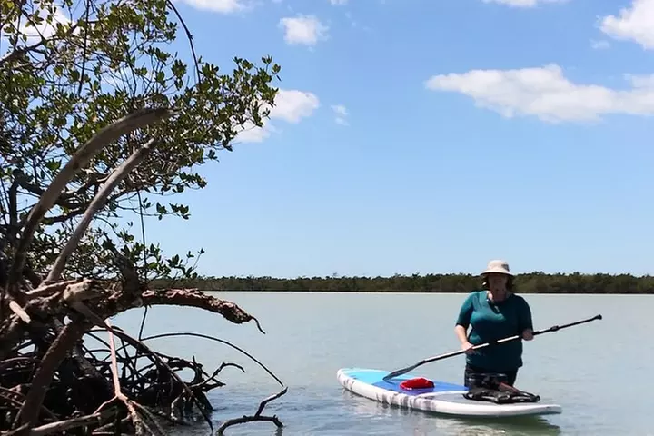 Naples Fl, Paddleboard Mangrove Forest Tour
