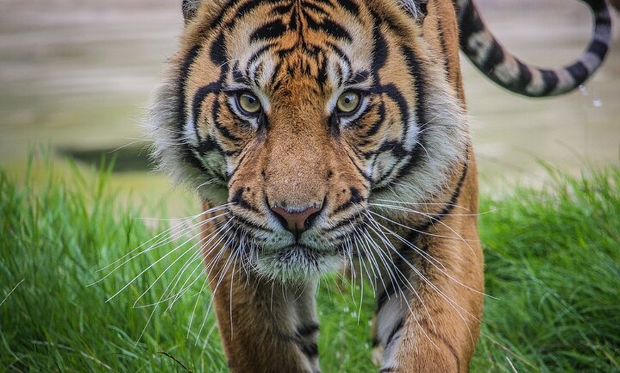 Image 6: Port Lympne Day Ticket