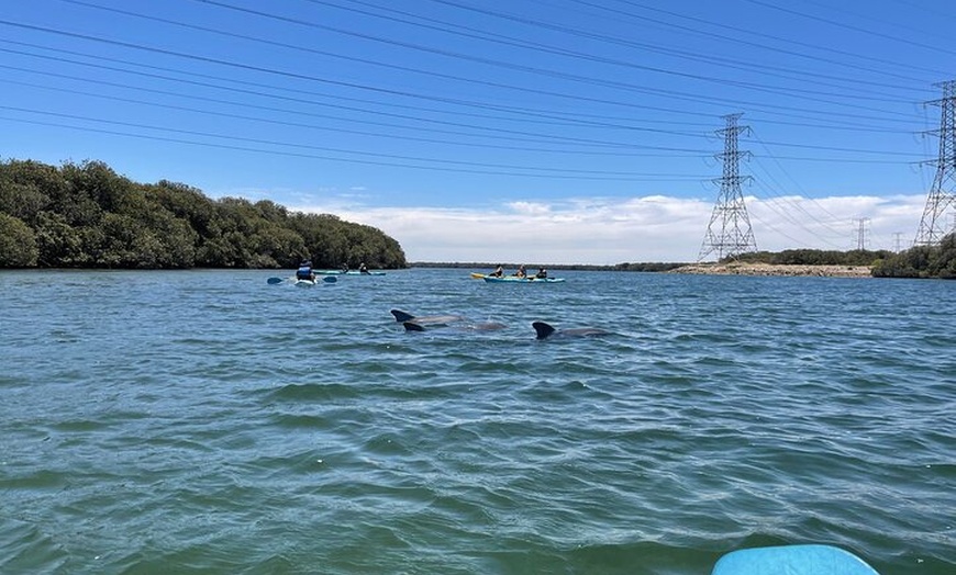 Image 5: Dolphin Sanctuary Kayak Tour Adelaide