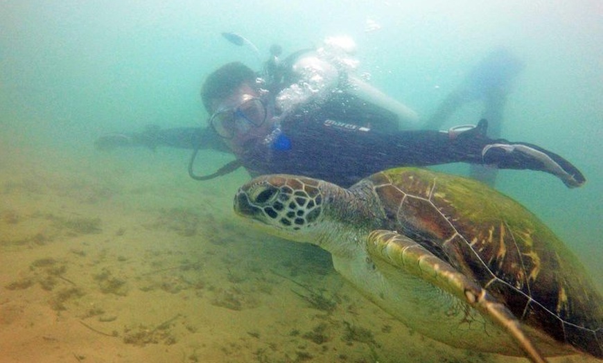 Image 5: Wave Break Island Snorkel Tour on the Gold Coast