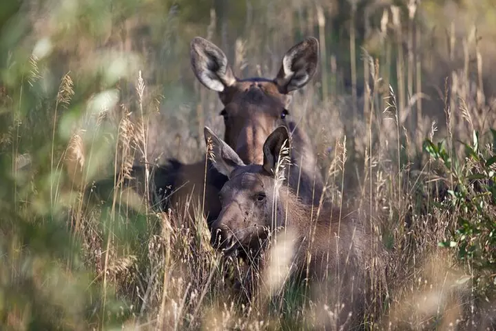 The Premier Wildlife Tours in Rocky Mountain National Park - Primary Image