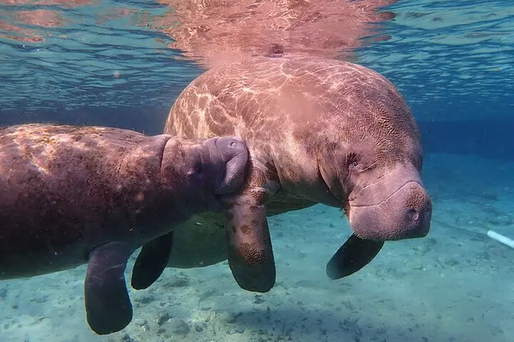 Swim with Manatees: Eco-Educational Tour in Crystal River