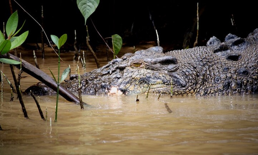 Image 12: Ultimate Daintree Rainforest Wildlife Experience Cruise