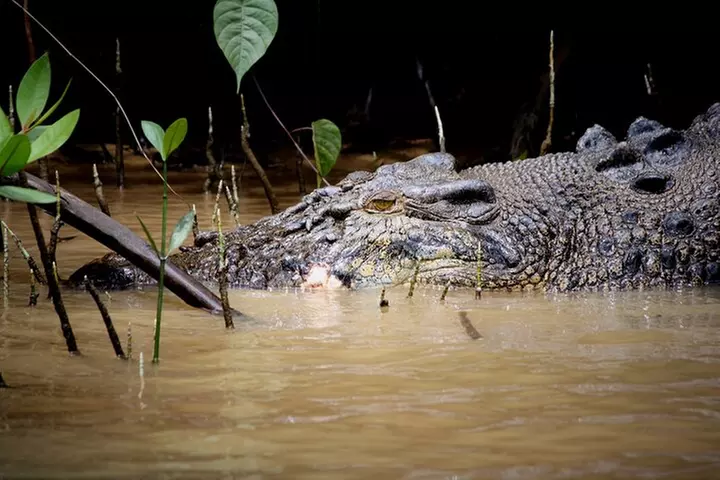 Ultimate Daintree Rainforest Wildlife Experience Cruise