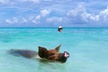 Swimming Pigs with pickup: Pigs can't fly, but they do Swim! - Second Medium