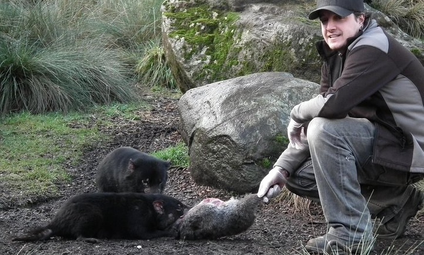 Image 1: After Dark Tasmanian Devil Feeding Tour at Cradle Mountain