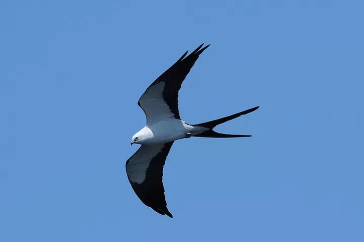 Marco Island 2 hour Dolphin, Birding and Shelling tour