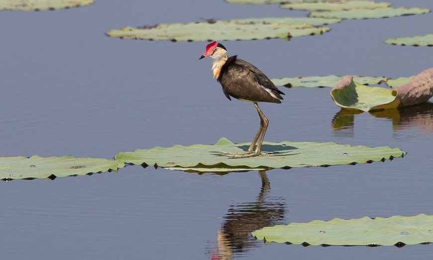 Image 4: Corroboree Billabong Wetland Cruises - 1.5 hour Morning cruise