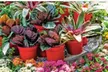 $25 For $50 Worth Plants - Second Medium
