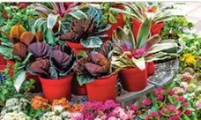 $25 For $50 Worth Plants
