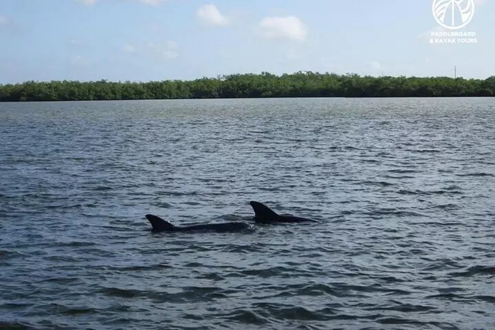 Kayak Tour Adventure Marco Island and Naples Florida