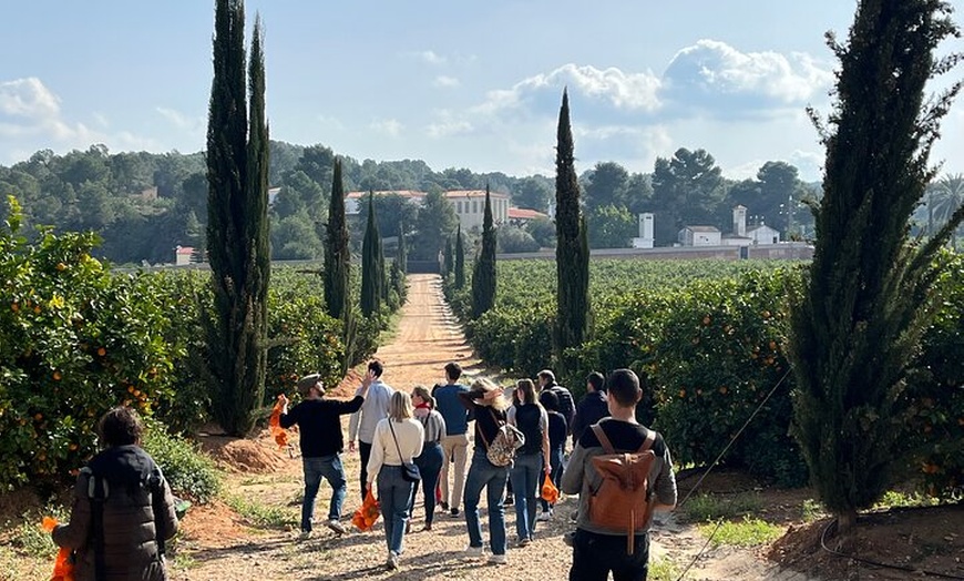 Image 3: Vive una Experiencia Entre Naranjos en Huerto Ribera