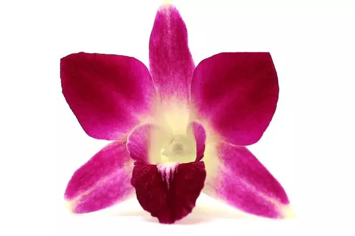 Orchid Airport Lei Greeting (Maui, Kahului Airport, OGG)