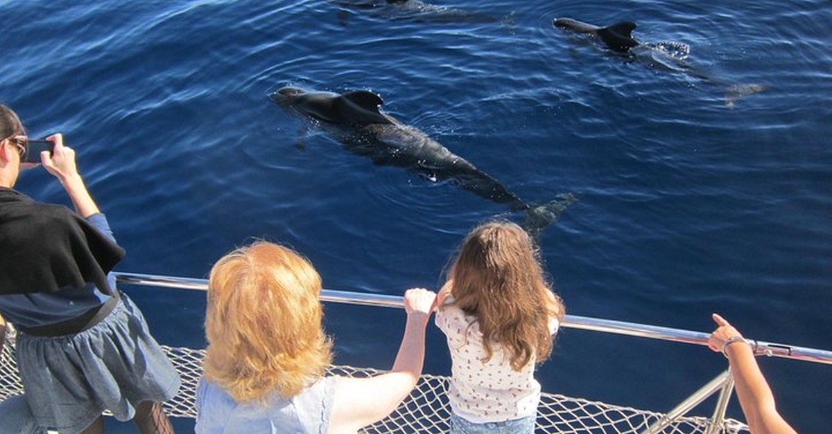 Paseo en catamarán en Tenerife con bebidas ilimitadas