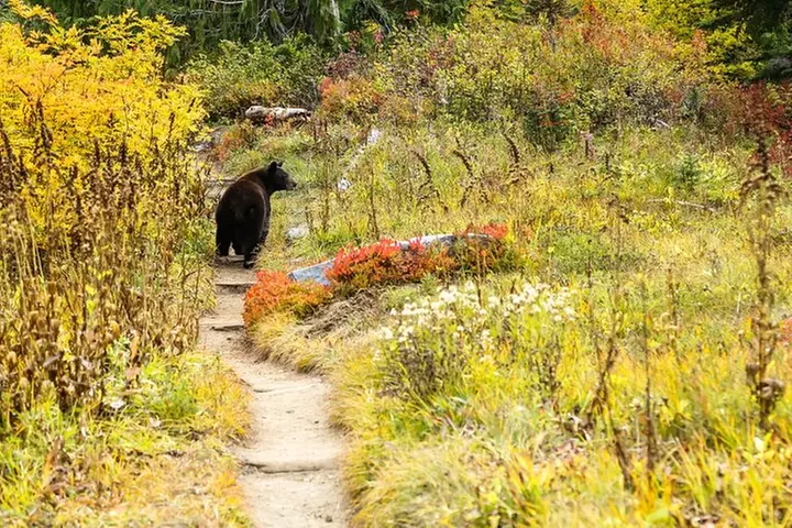 Ultimate Mount Rainier National Park Self-Guided Driving Tour