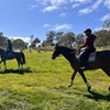 Image 8: Horse Trail Ride and Wine Tasting at Adelaide Hills Winery
