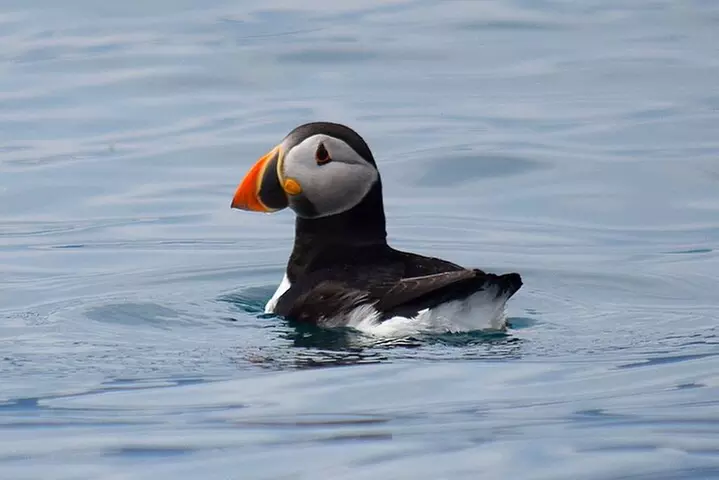 Concert Cruise onboard Iceberg Quest - Second Medium