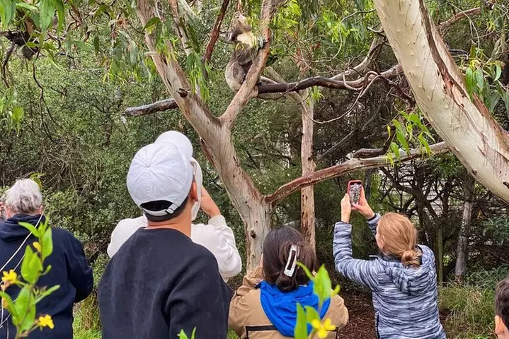 Great Ocean Road Full-Day Sunset Eco Tour from Melbourne