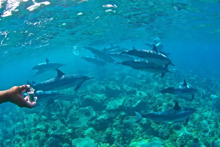 Kealakekua Bay Snorkeling Tour - 4 hour Kona Zodiac Adventure